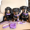 LEASH - LAVISH LAVENDER