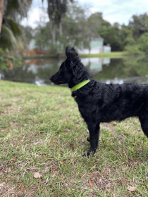Biothane Buckle Dog Collar (Color: Green, size: Xl 17-19 Inches)