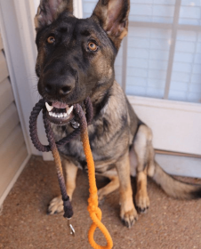 Rope Dog Leash (Color: Black And Orange Ombre, size: 5 Ft)
