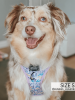 Adjustable Harness