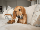 Moo Dog Chews