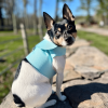 DCNY Harness Vest