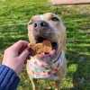 Cheddar Bones