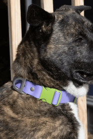 Lavender Garden Waterproof Dog Collar (size: 11 - 13 Inch)