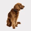 GF Pet  Reflective Collar