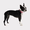 GF Pet  Reflective Collar