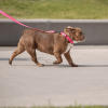 GF Pet  Reflective Collar